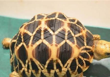 緬甸星龜?shù)奈桂B(yǎng)方法有哪些