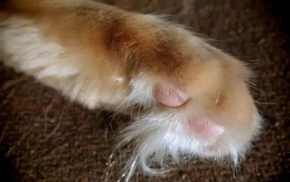 貓咪胰腺炎能吃雞肉嗎