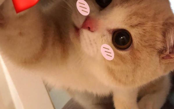 貓的胃部在哪里