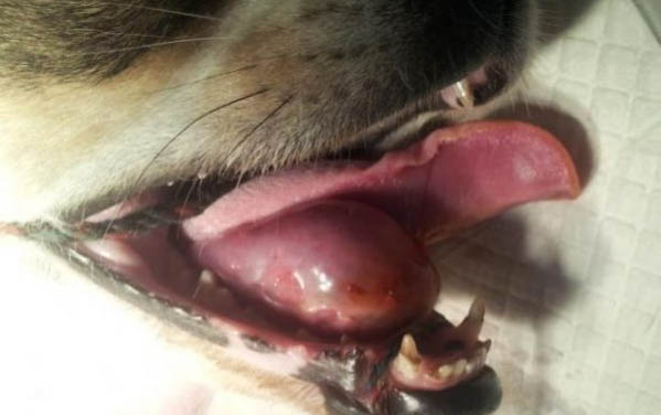 狗狗渾身僵硬痙攣