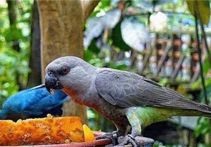 紅腹金剛鸚鵡壽命多少年