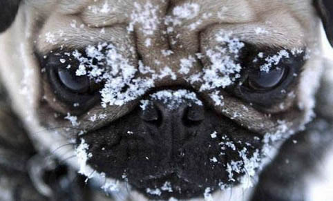 巴哥生產需要接生嗎