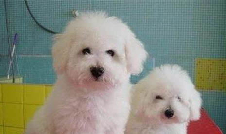 常見犬品種大全