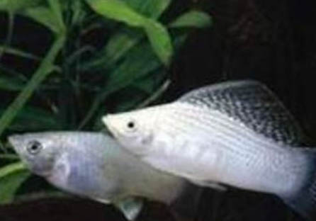 三伏天釣魚難嗎