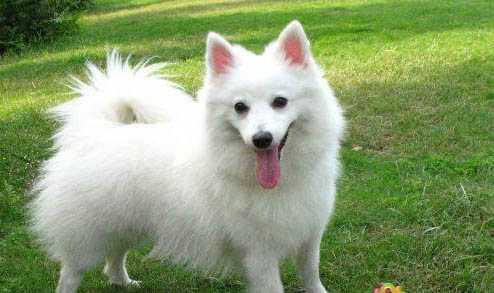 怎樣擁有好狗緣？