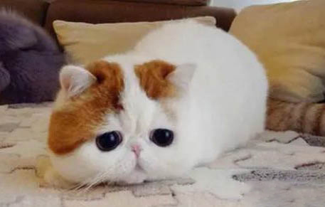 短毛狗品種有哪些