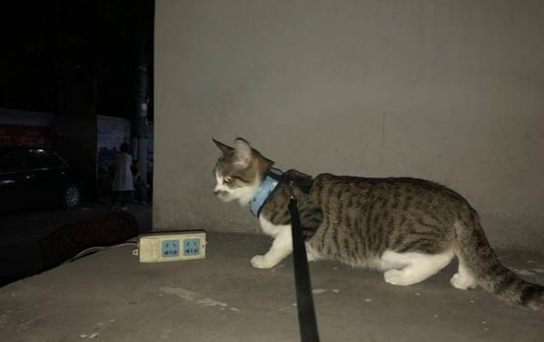 貓拉屎很臭什么原因