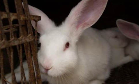 怎么區別家兔和寵物兔