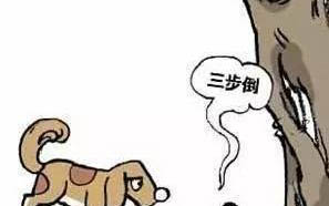 一個月的狗狗可以洗澡了嗎