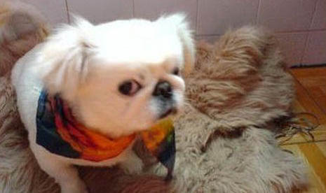小型犬有哪些品種? 小型寵物狗價格排名