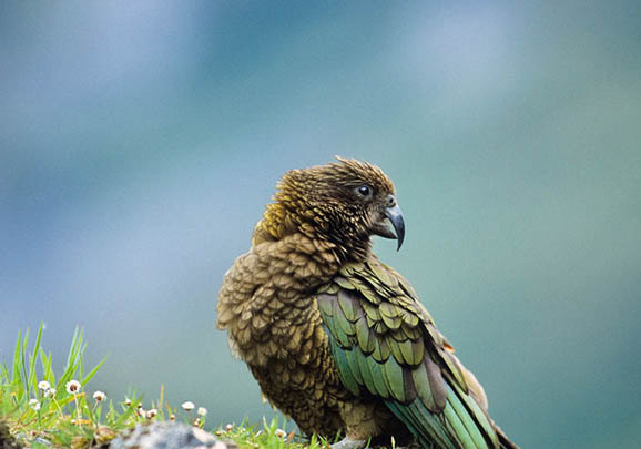 藍色的虎皮鸚鵡值錢嗎