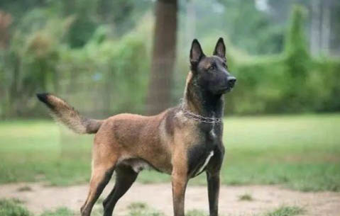 馬犬幼犬怎么看純不純