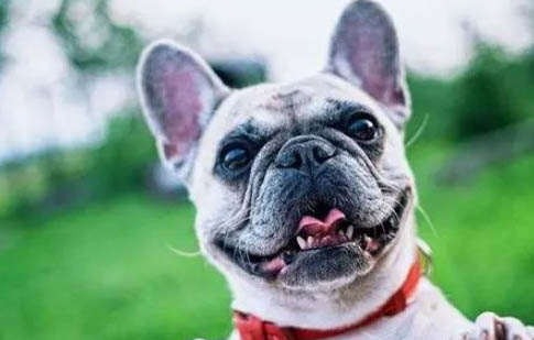 斗牛犬比賽看哪個好看