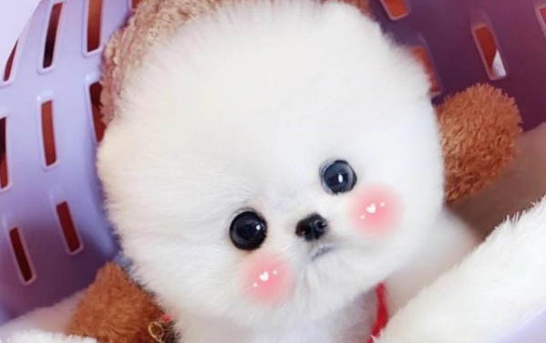 幼犬應激反應會有哪些癥狀
