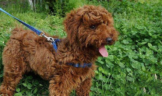 貴賓犬手術傷口多久恢復