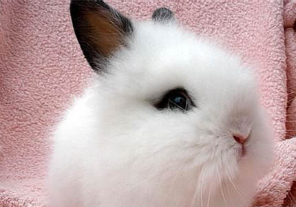 海棠兔能長多少斤