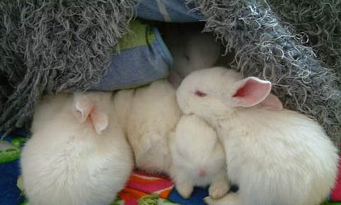 寵物兔子有哪些種類