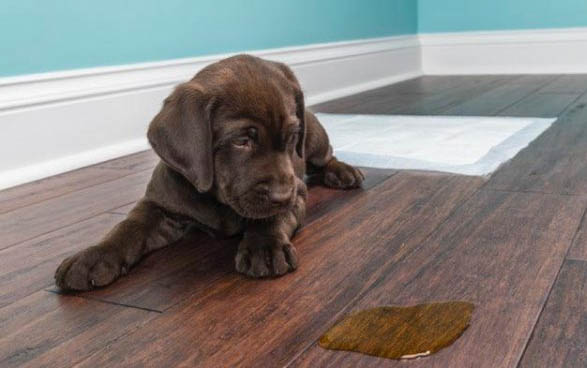 公犬絕育要恢復(fù)多久