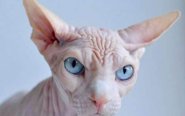 哪種貓咪最溫順最粘人