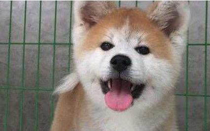 秋田犬和柴犬哪個好？