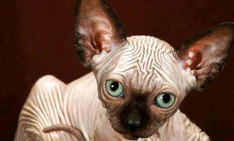 斯芬克斯貓的性格