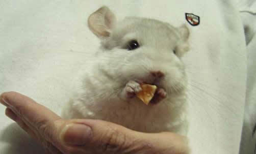 兩只龍貓可以一起養嗎?