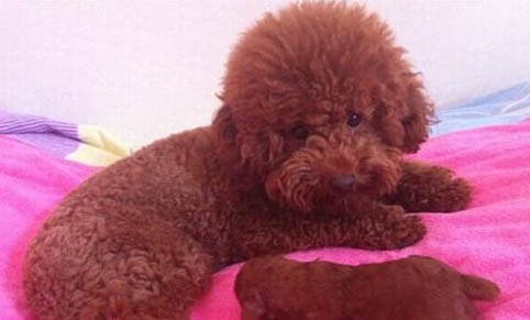 貴賓狗懷孕多久生產