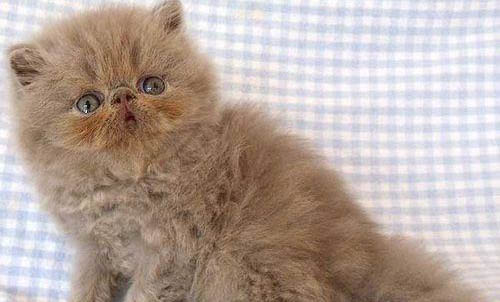 波斯貓眼睛一黃一藍(lán)