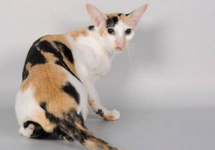 東方貓一直流眼淚是什么原因