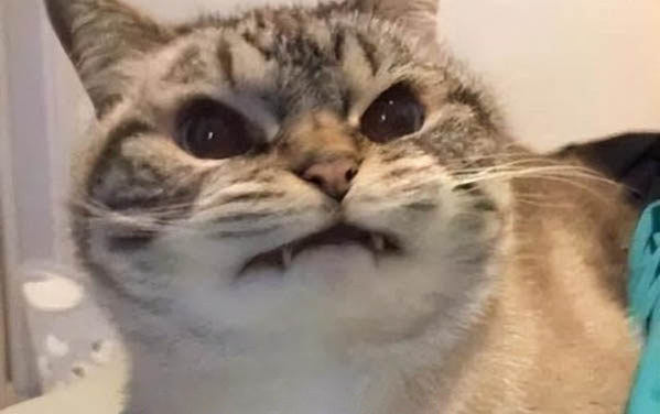 小貓咪便血怎么回事