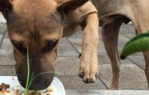 窩不咳犬用藥在哪里買