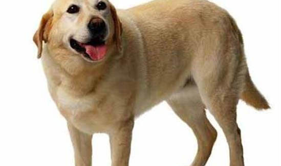 犬瘟熱站不起來