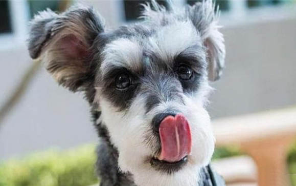 哪里有比熊犬舍