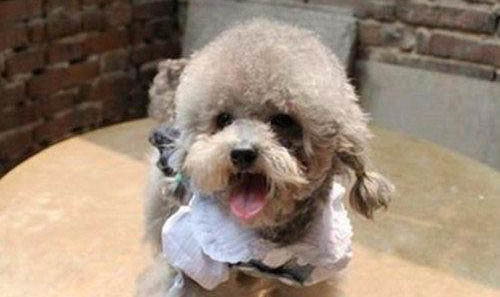 泰迪犬和比熊犬哪個好養(yǎng)