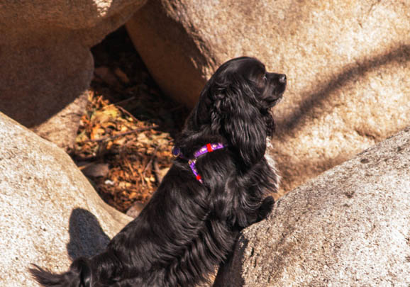 美國可卡犬鼻子出血的原因及處理方法