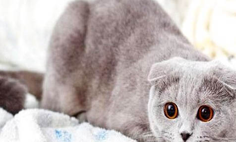 折耳貓疼痛的表現