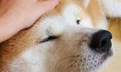 怎樣去除狗狗身上的蜱蟲