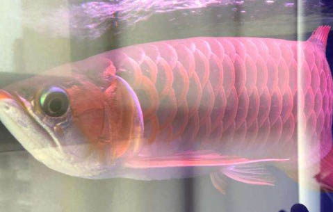 家中養(yǎng)魚(yú)幾條合適