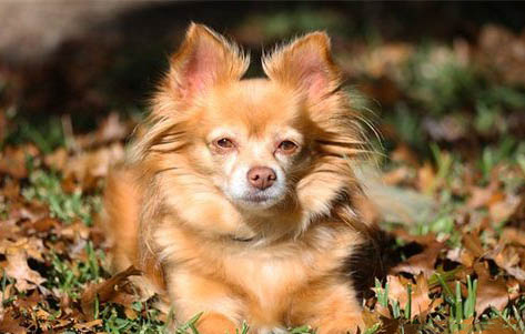 狗狗得了犬瘟鼻干要多久才會好轉