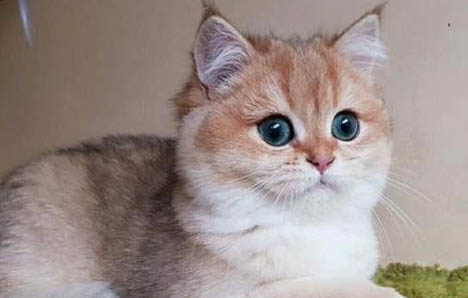 為什么不建議養金漸層