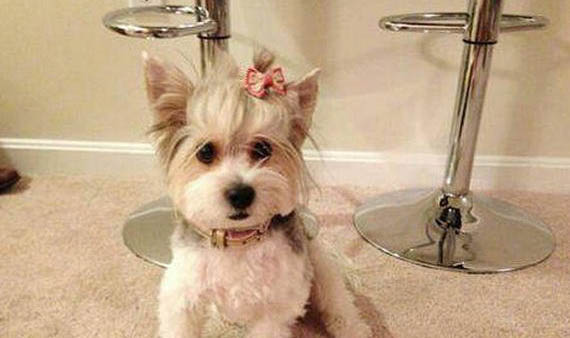 約克夏兇主人的原因及處理方法