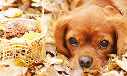 改善狗狗口臭的方法