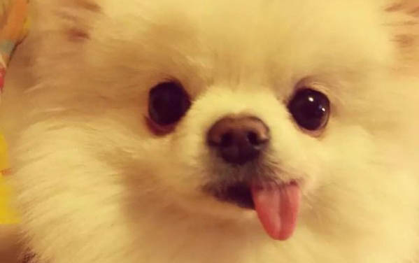狗狗的爪子把我抓出血了