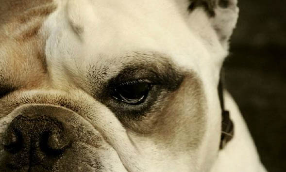 法國斗牛犬懷孕多久生產