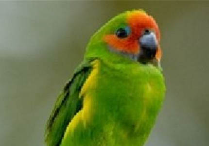 玄鳳鸚鵡下蛋后怎么護理