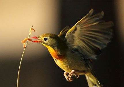 紅嘴相思鳥可以孵化出小鳥嗎