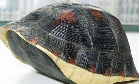 黃緣盒龜飼養方法