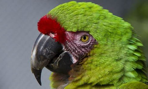 玄鳳鸚鵡怎么訓(xùn)練說話