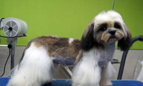 西施犬體溫39.5算不算發燒
