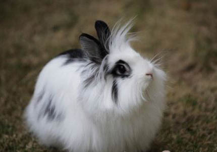 獅子兔多少錢(qián)一只